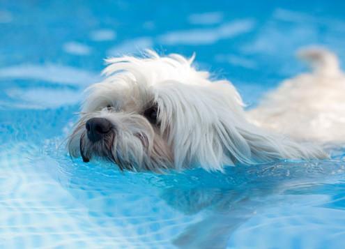 Physiotherapie Schwimmen für Hunde