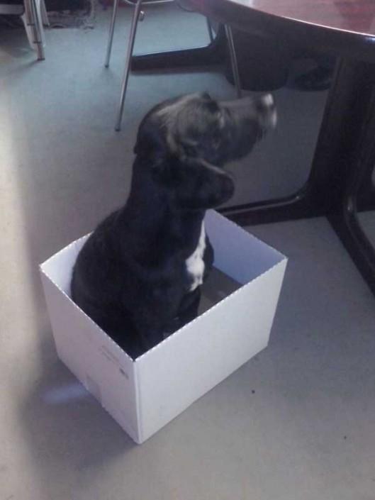 Hund in Karton