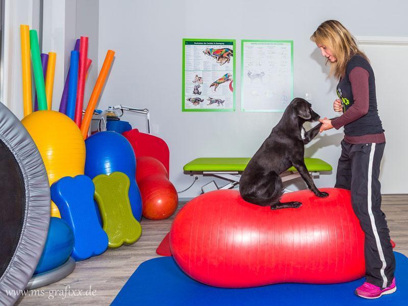 Hundephysiotherapie Aktive Bewegungstherapie für Hunde