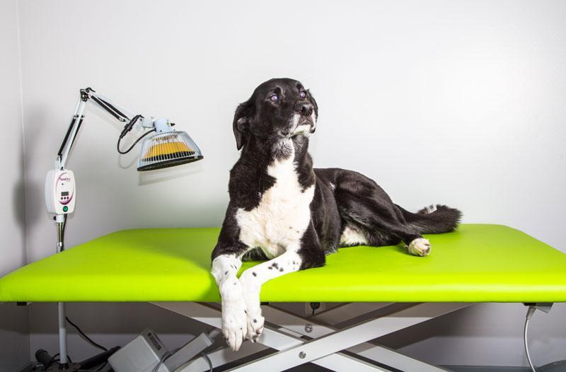 Osteopathie für Hunde