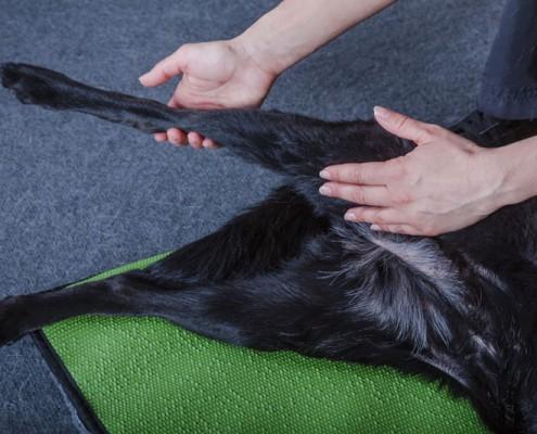 Passive Bewegungstherapie Hinterlauf Hundephysiotherapie