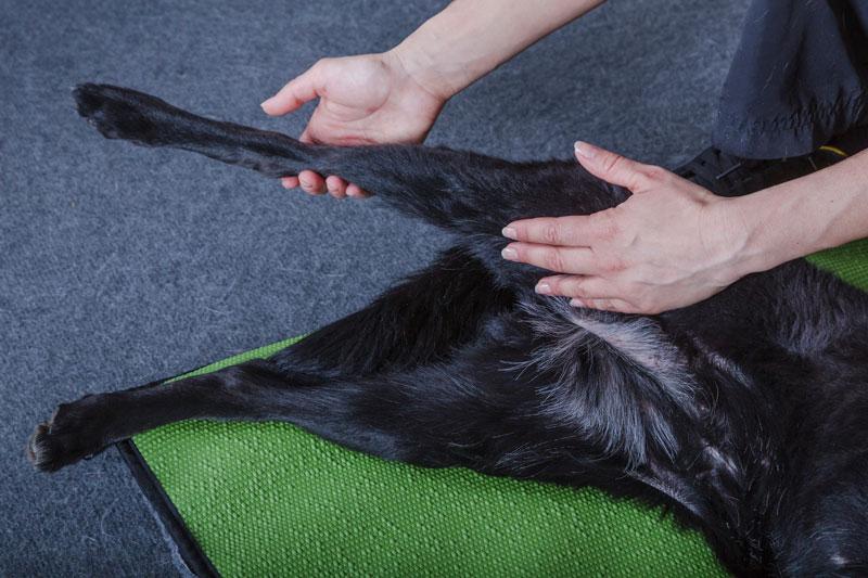 Passive Bewegungstherapie Hinterlauf Hundephysiotherapie