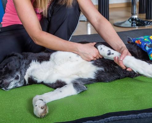 Passive Bewegungstherapie Vorderlauf Hundephysiotherapie