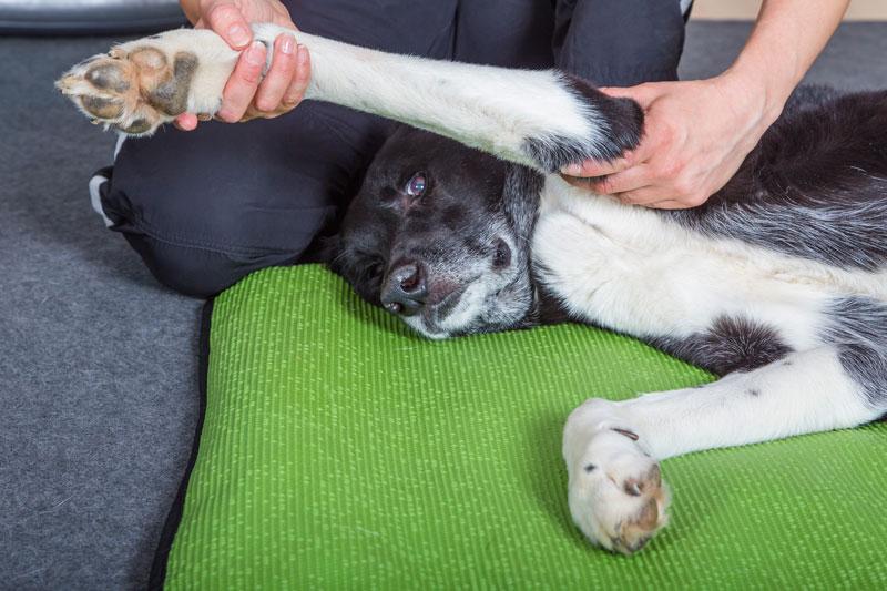 Passive Bewegungstherapie Vorderlauf Hundephysiotherapie