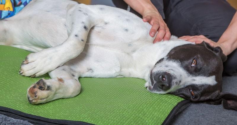 Wärmetherapie für Hunde Hundephysio P4 Das Hunderevier