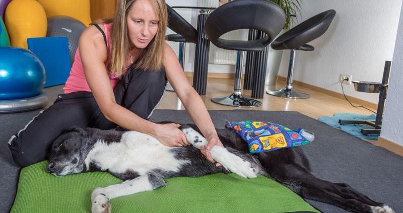 Wärmetherapie für Hunde Hundephysio P4 Das Hunderevier