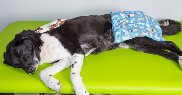 Wärmetherapie für Hunde Hundephysio P4 Das Hunderevier