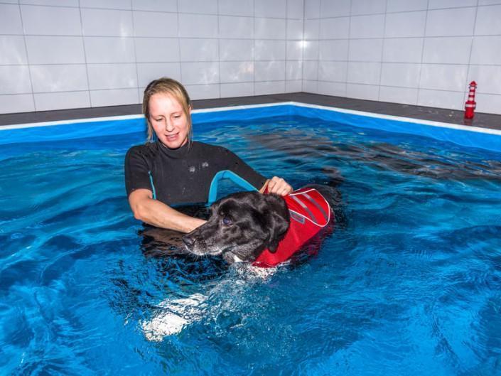 Hund mit Schwimmweste beim Hundeschwimmen im Pool