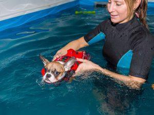Hundeschwimmen Hund im Pool bei der Physiotherapie