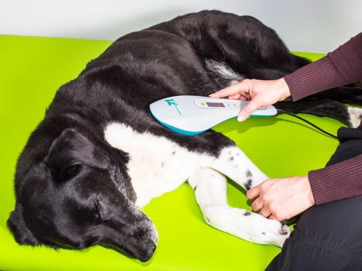 Hund bei der Lasertherapie zur Stimulation der Muskulatur am Vorderbein