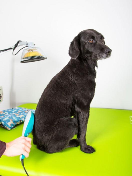 Lasertherapie Hund am Rücken bei Rückenschmerzen