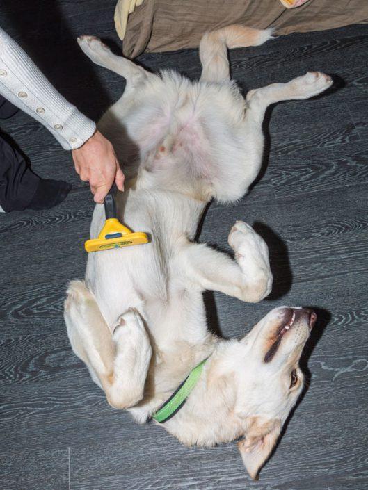 Fellpflege Hund