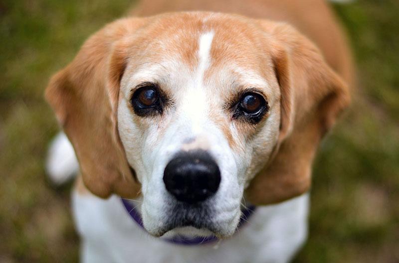 Alter Hund Beagle