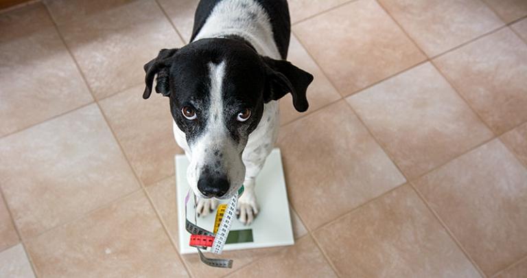 Dicker Hund na und? Was Du gegen Übergewicht beim Hund tun kannst.