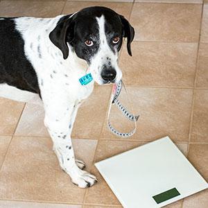 Dicker Hund - Hundephysiotherapie für übergewichtige Hunde