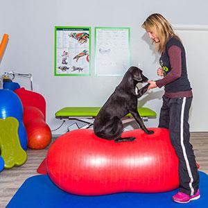 Hundephysiotherapie gelenkschonende Übungen