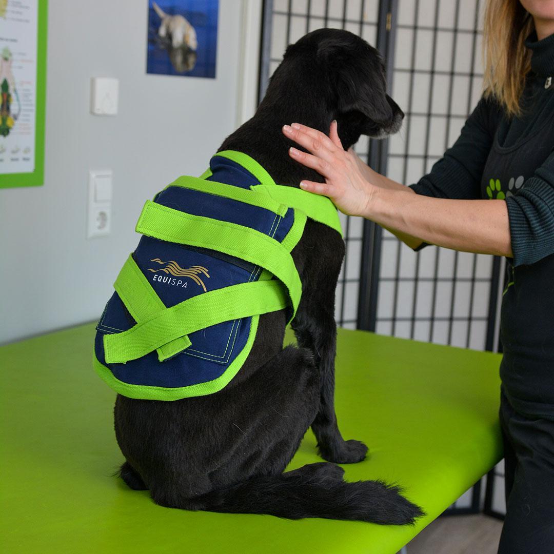 Wärmetherapie beim Hund Wärmemantel Rücken