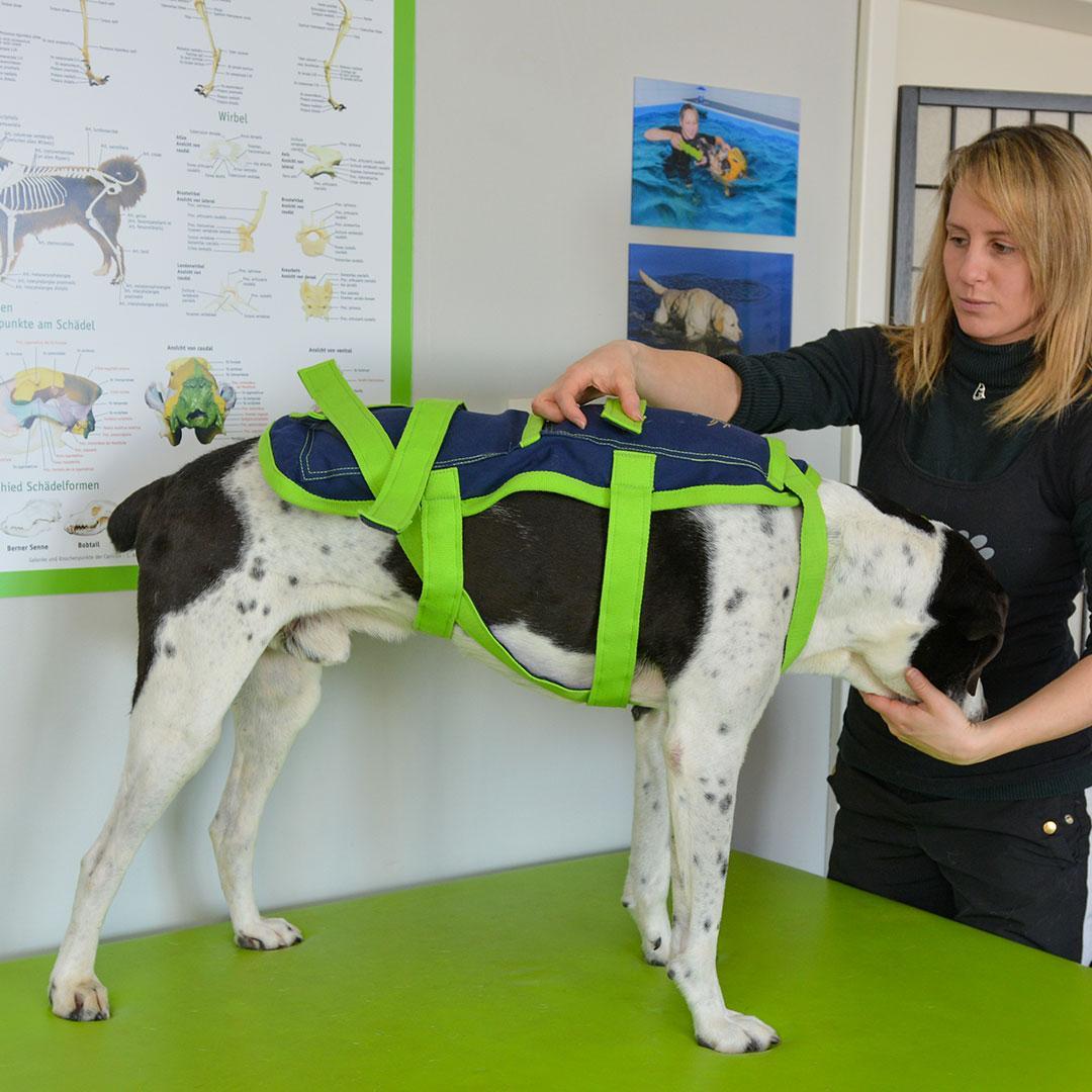 Hund mit Wärmemantel am Rücken bei der Hundephsiotherapie