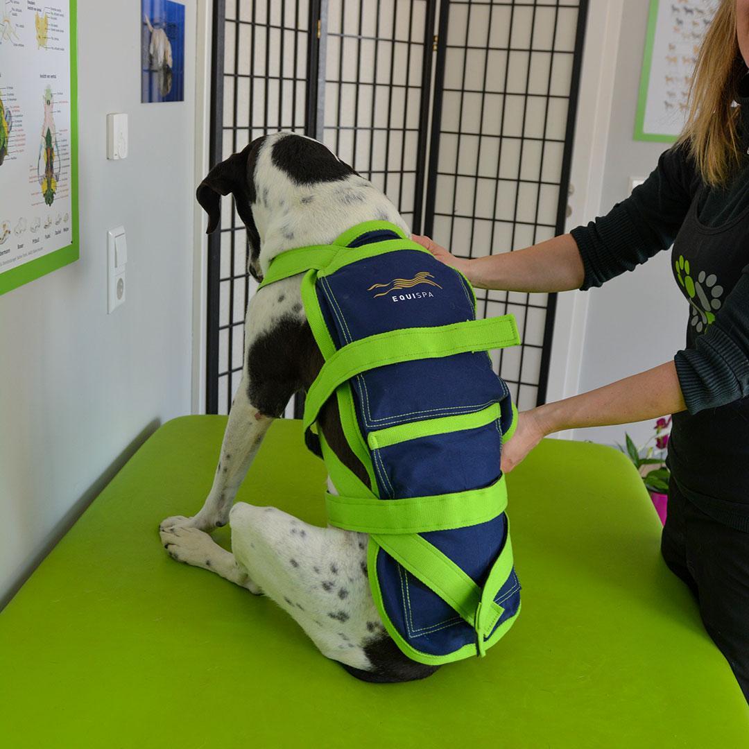 Hund mit Wärmemantel am Rücken bei der Hundephsiotherapie