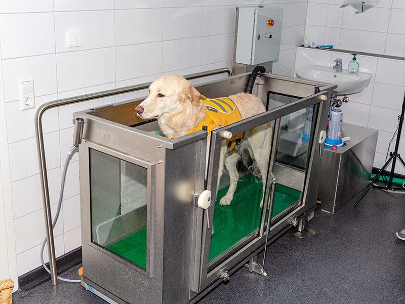 Hund bei der Therapie auf dem Unterwasserlaufband
