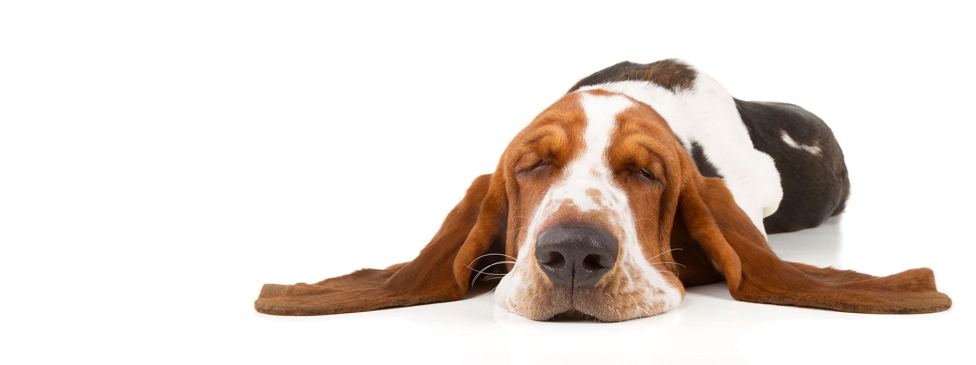 Hund schläft entspannt nach der Wärmetherapie